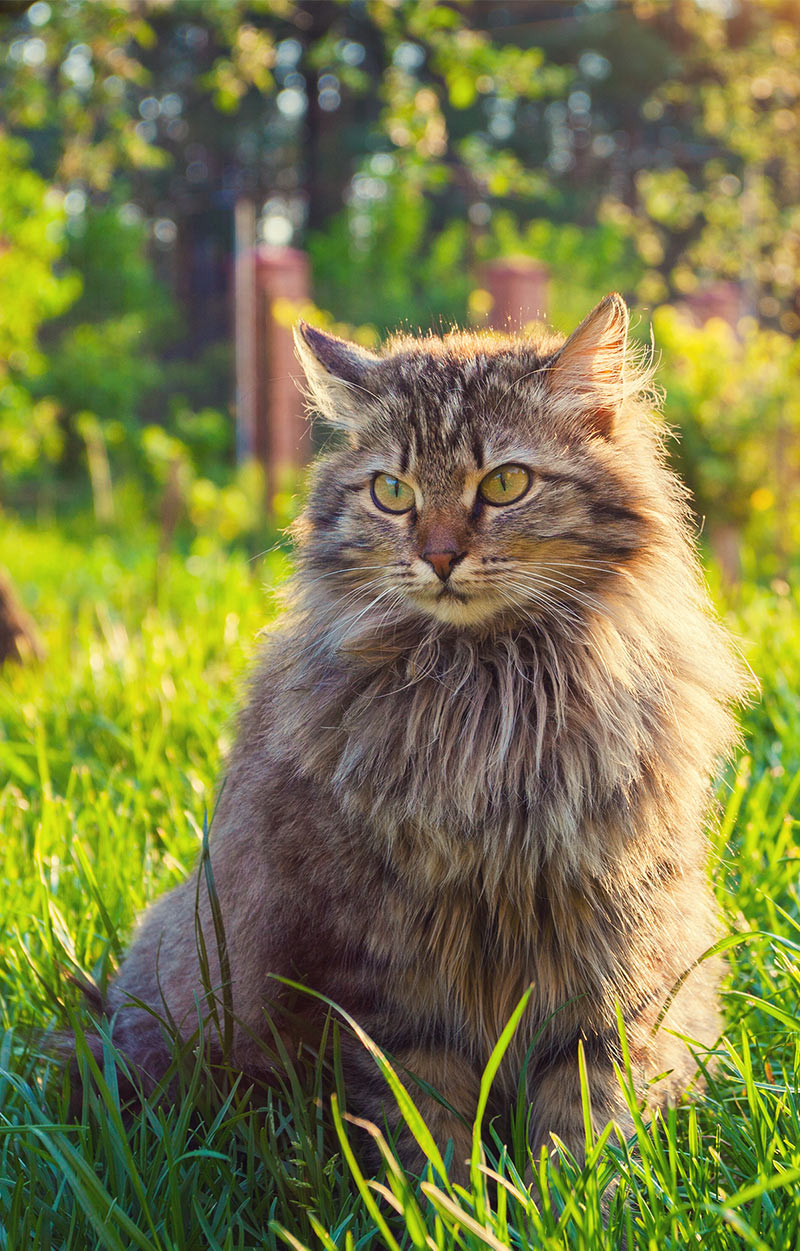 siberian cat