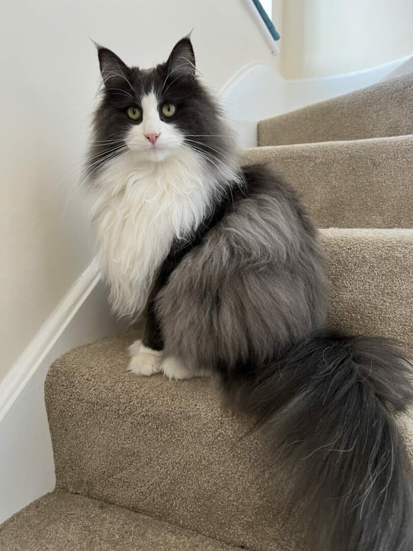 Norwegian Forest tuxedo cat