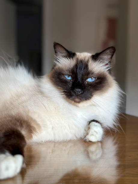 Birman Cat Lying On A Table