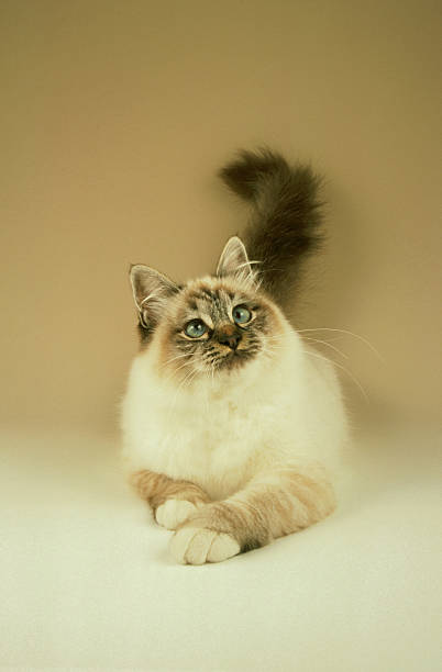 domestic cat: birman cat  tabby point