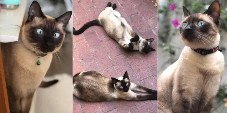 iilla. Meet Blue And Ozzy: A Rescued Pair Of Seal Point Siamese Kitties. iilla