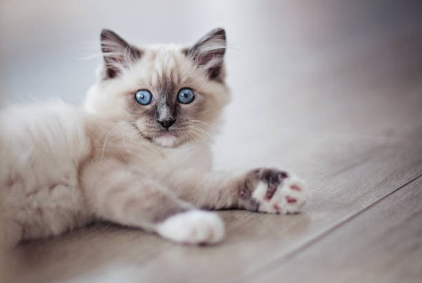 blue mitted ragdoll