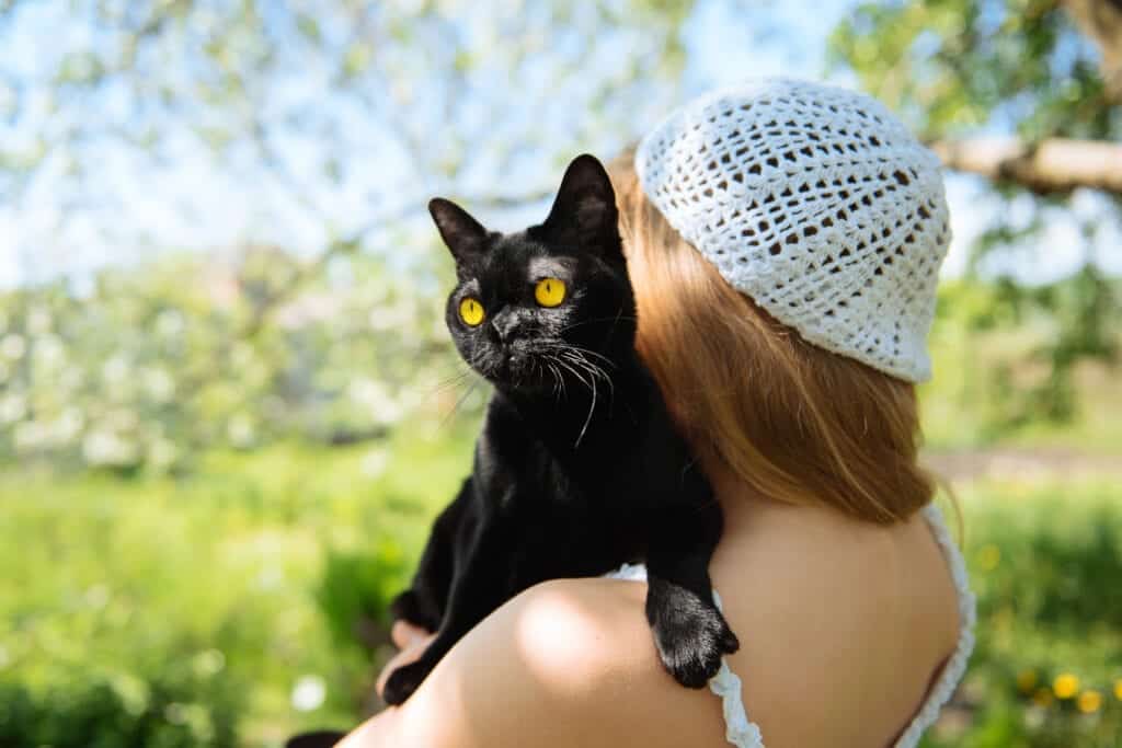 Bombay cat breed