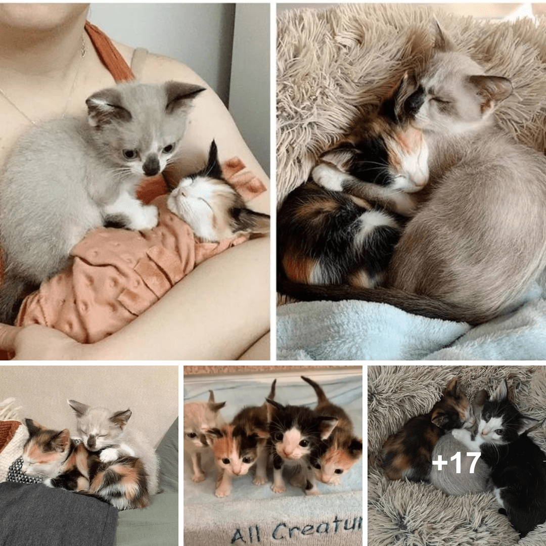 Kittens’ Enduring Friendship: A Reminder of the Strength of Togetherness