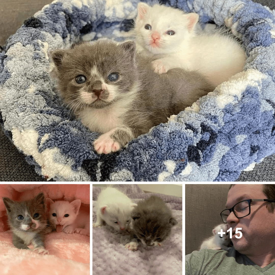 Miraculous Recovery: Drenched and Freezing Kittens Brought Back to Life by Unwavering Family