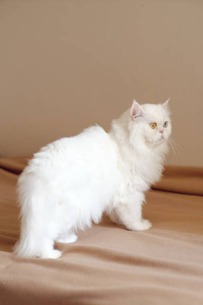 Close shoot  of  beautiful white persian cat