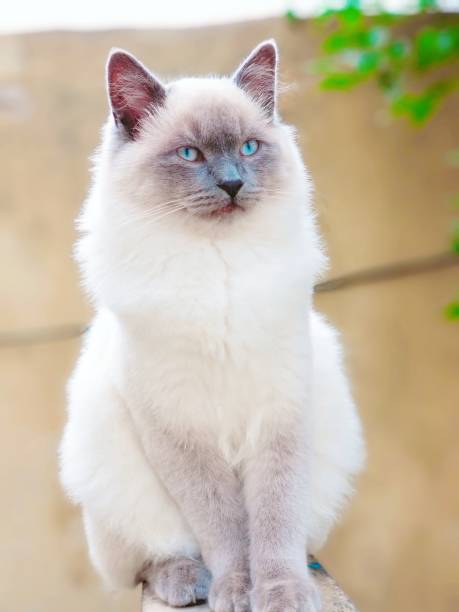 Close-up of cat looking away