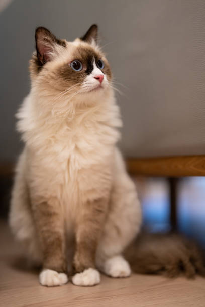 Close-up of cat sitting on floor,Taipei City,Taiwan