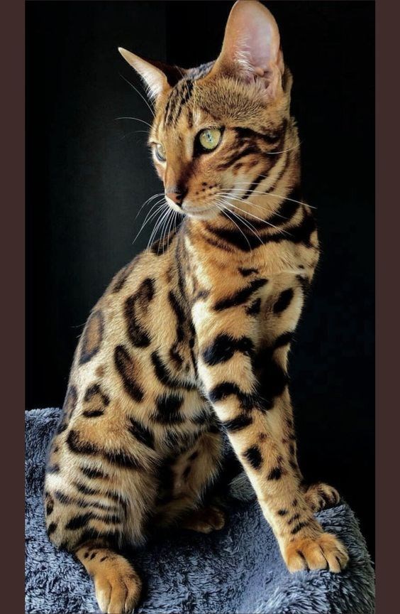 bengal cat - Cat