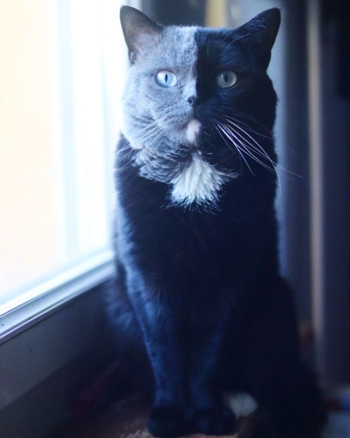 Cat With Split-Colored Face Becomes A Father To Kittens In Each Of His Colors