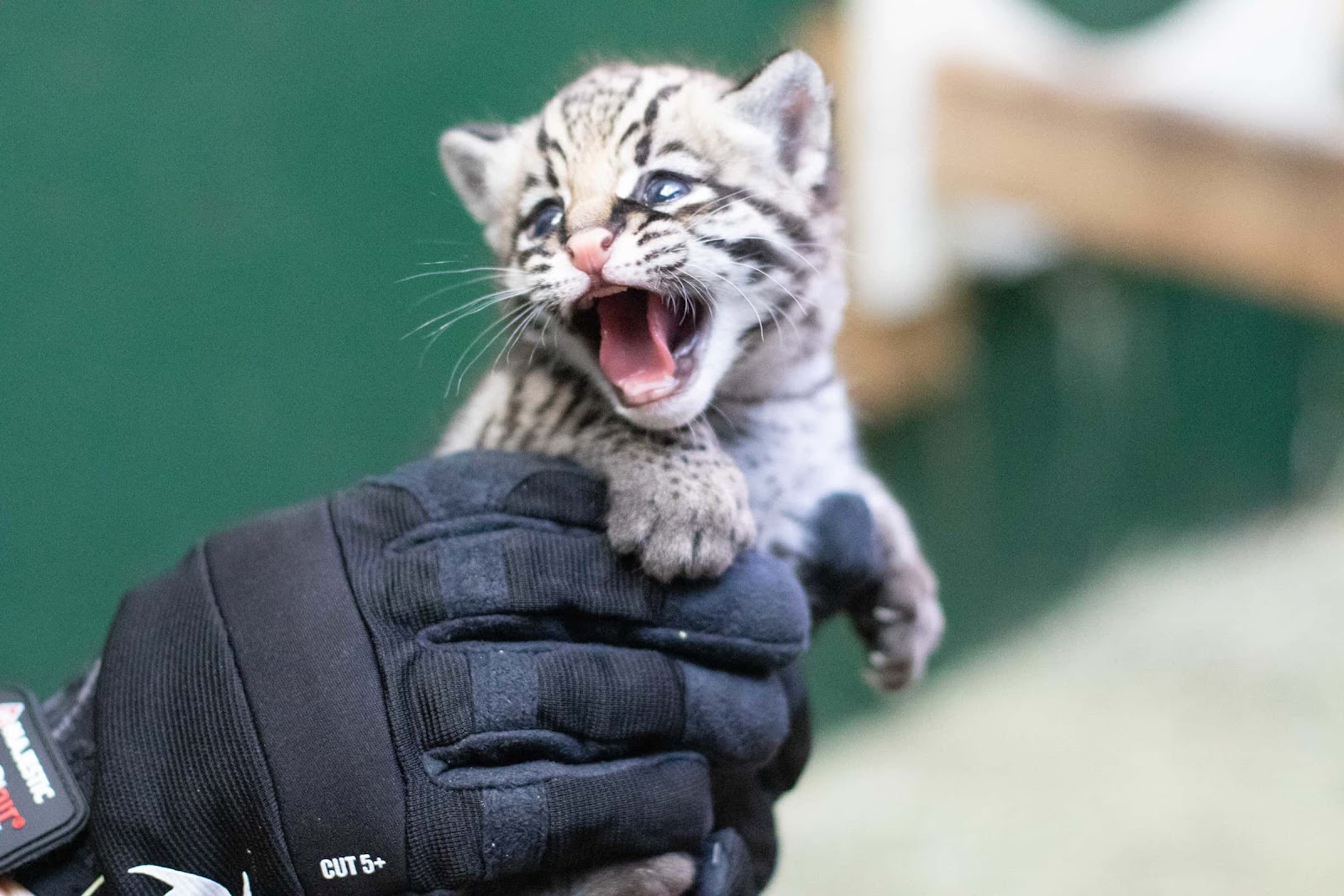 ocelot kitten