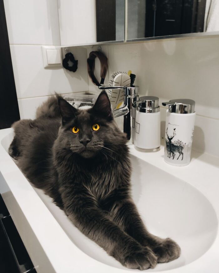 Meet Vincent, A Fluffy Maine Coon Cat That Looks Like A Black Panther And Acts Like A Dog