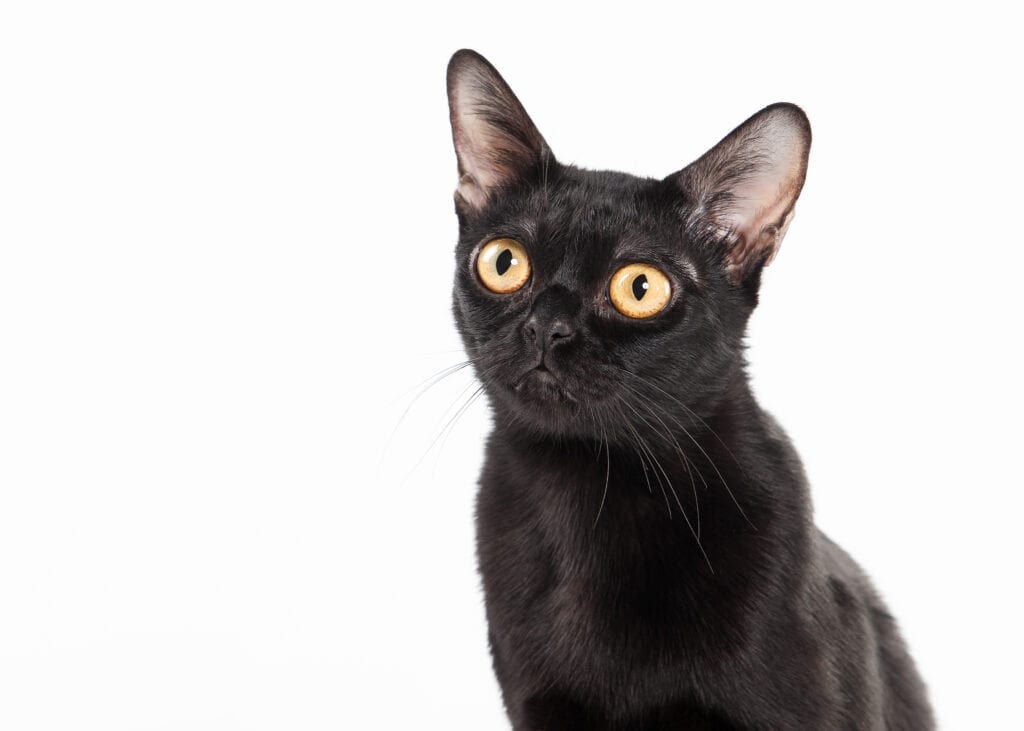 Bombay cat breed