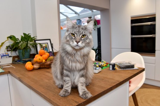 Sareeta Brewin's giant Maine Coon cat Murphy, aged 1