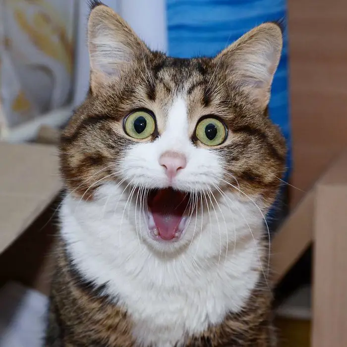 “The Feline Sensation: Meet the Internet’s Funniest Cat with a Quirky Facial Expression and Uniquely Fun Personality” .thi