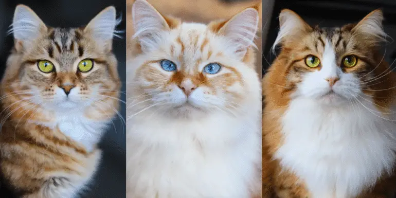 iilla. Meet Three Pretty Dutch Kitties Known As The Fluffy Siberians. iilla