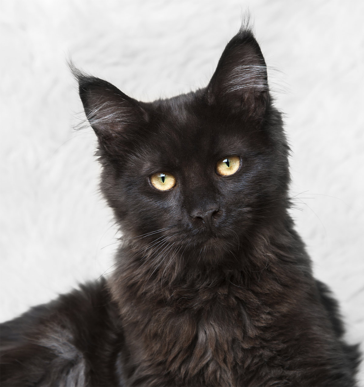 Black Maine Coon photos