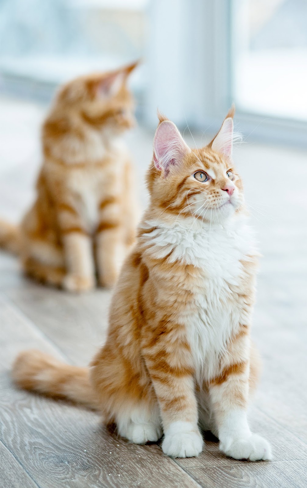 Pictures of Maine Coon cats