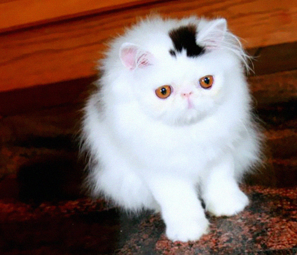 10 Cats That Got Famous For Their Awesome Fur Markings