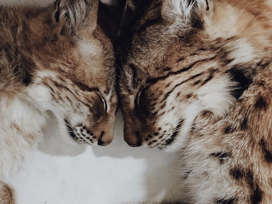 I Adopted Two Lynxes From A Fur Farm, Now I Live With 2 Big 'Cats,' 8 Dogs, And 3 Horses