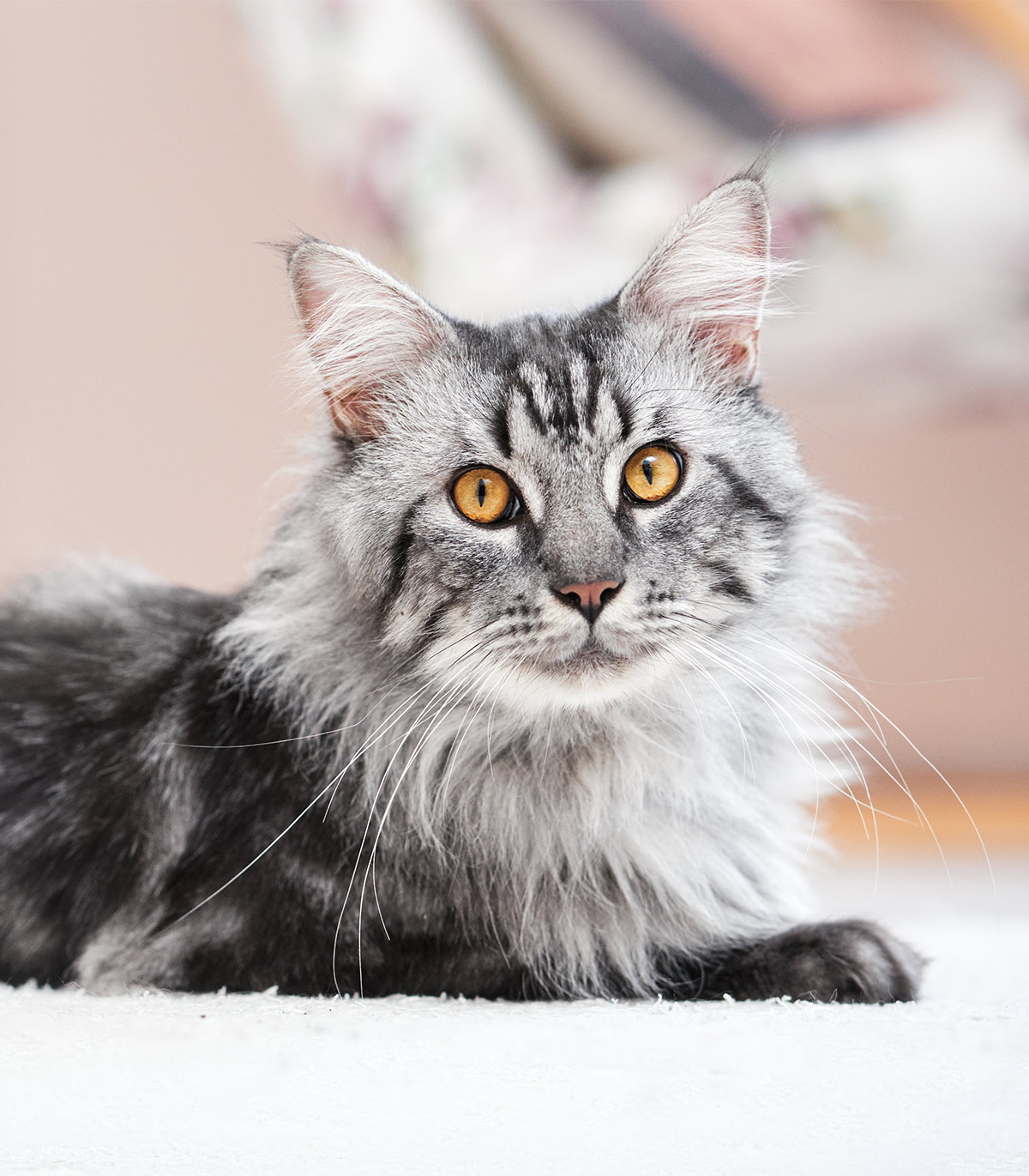 Pictures of Maine Coon cats