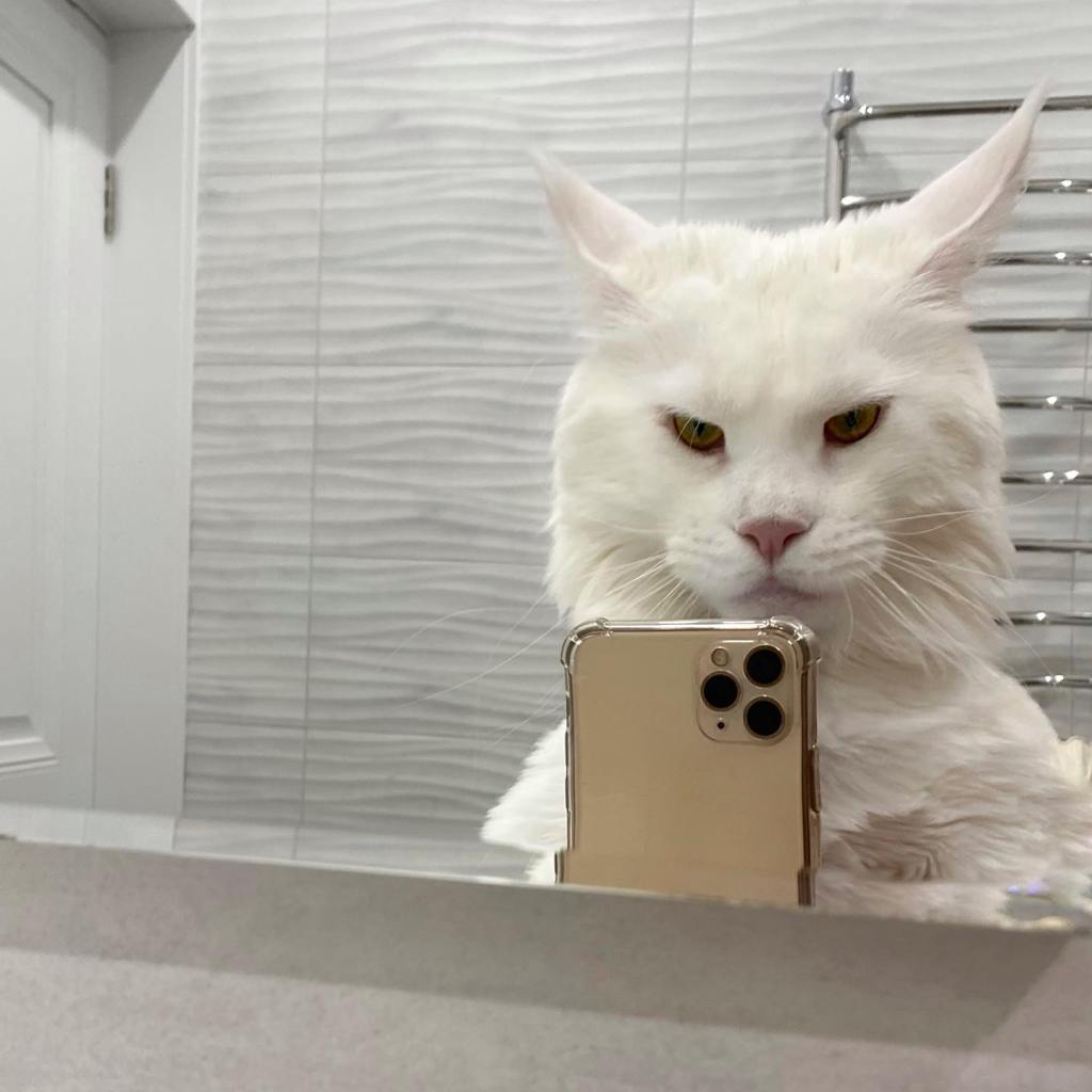 Kefir takes a mirror selfie.