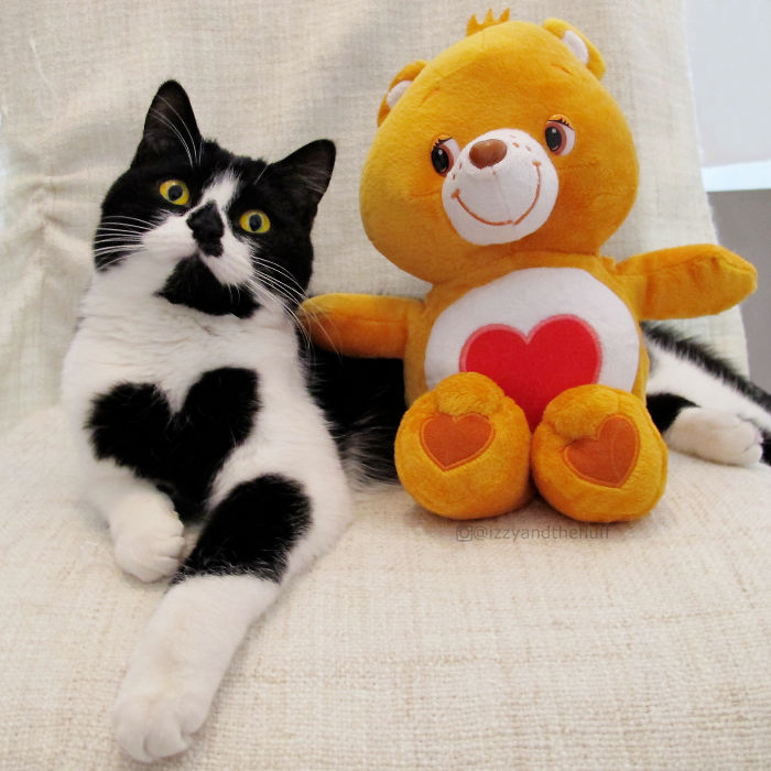 Meet Zoë, The Cat Who Literally Wears Her Heart On Her Chest