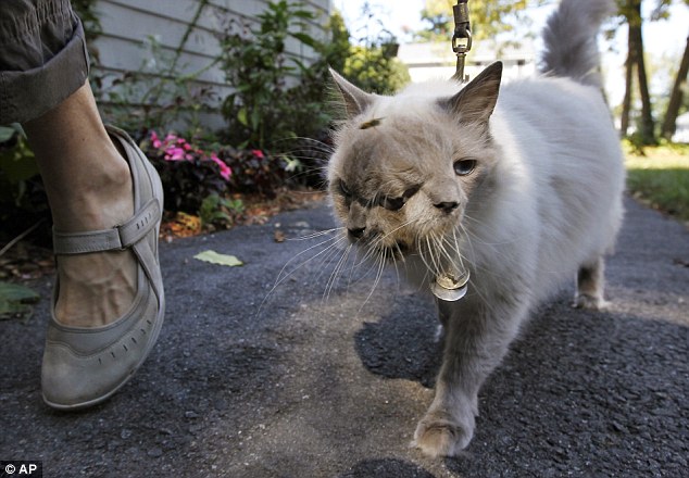 Rare: The Guinness World Record holder passed away at the Cummings School of Veterinary Medicine at Tuft's University in Grafton, Massachusetts, according to owner Martha 'Marty'Stevens