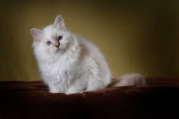 Holy Burma, kitten 16 weeks old, sitting on brown blanket, Austria