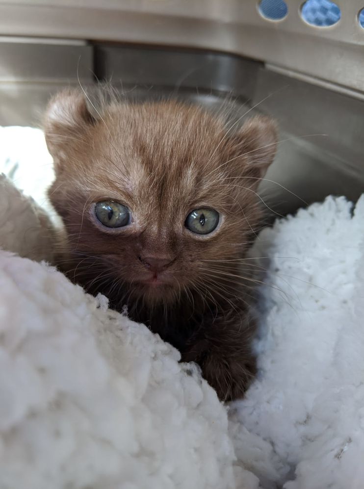 Kitten with Bear Ears and Twisted Legs Cuddles Family that is Kind to Her -  Love Meow