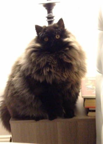 huge fluffy cat