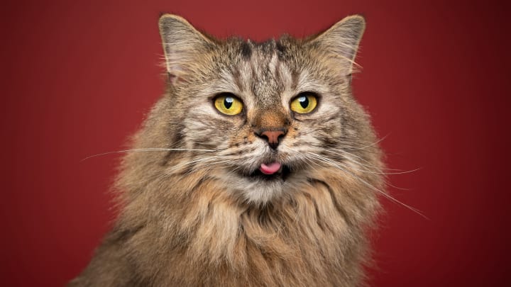 Norwegian Forest cats are wonderfully fluffy.