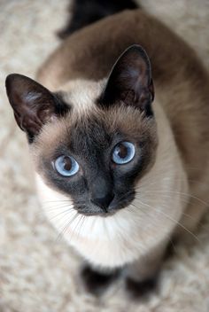 10 Most Beautiful Cat Breeds You're Going To Love