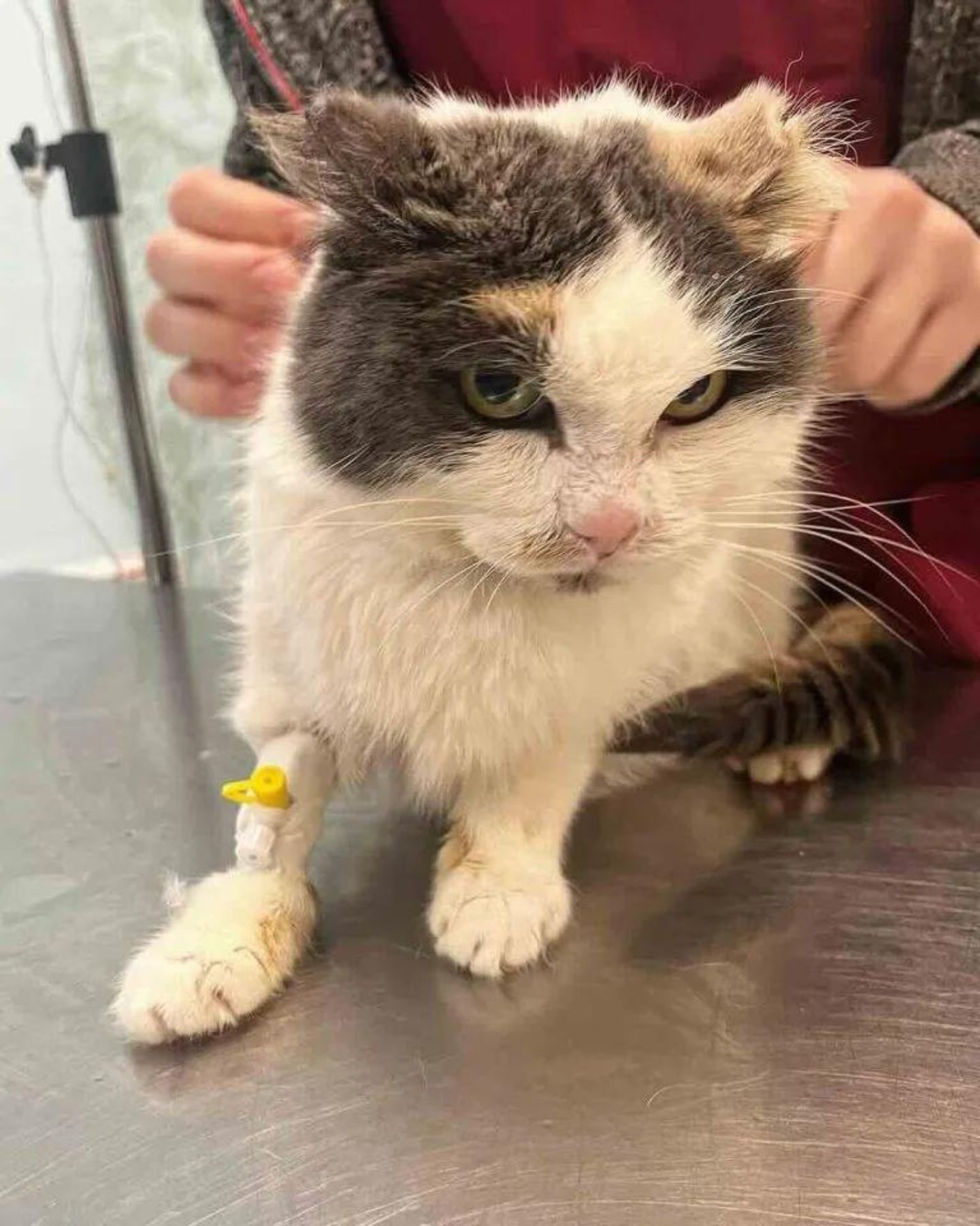 injured old cat