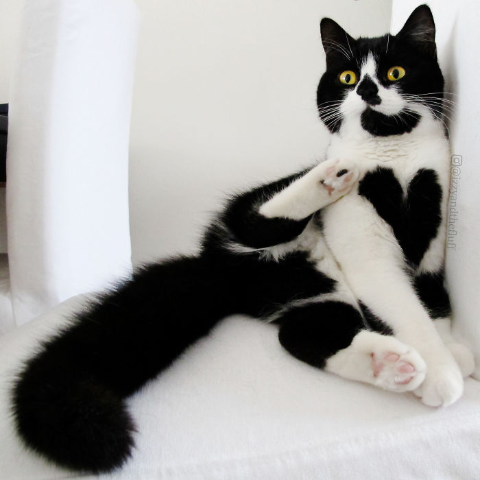 Meet Zoë, The Cat Who Literally Wears Her Heart On Her Chest