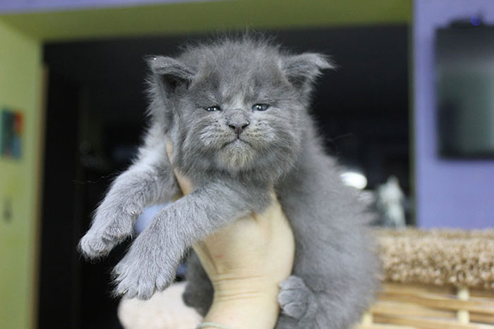 This Whole Litter Of 5 Maine Coon Kittens Was Born With Cute But Grumpy Faces