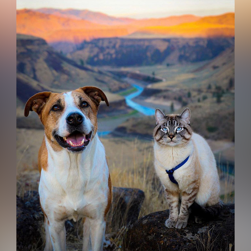 After Heartbreaking Loss of Henry, Baloo the Cat Chooses New Adventures with Pan the Puppy - Content4Mix