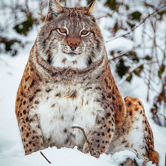 Meet The Canada Lynx Cat With Paws As Big As A Human Hand