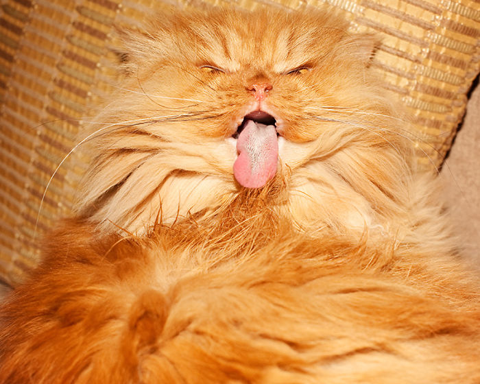 Meet Garfi, The World's Angriest Cat