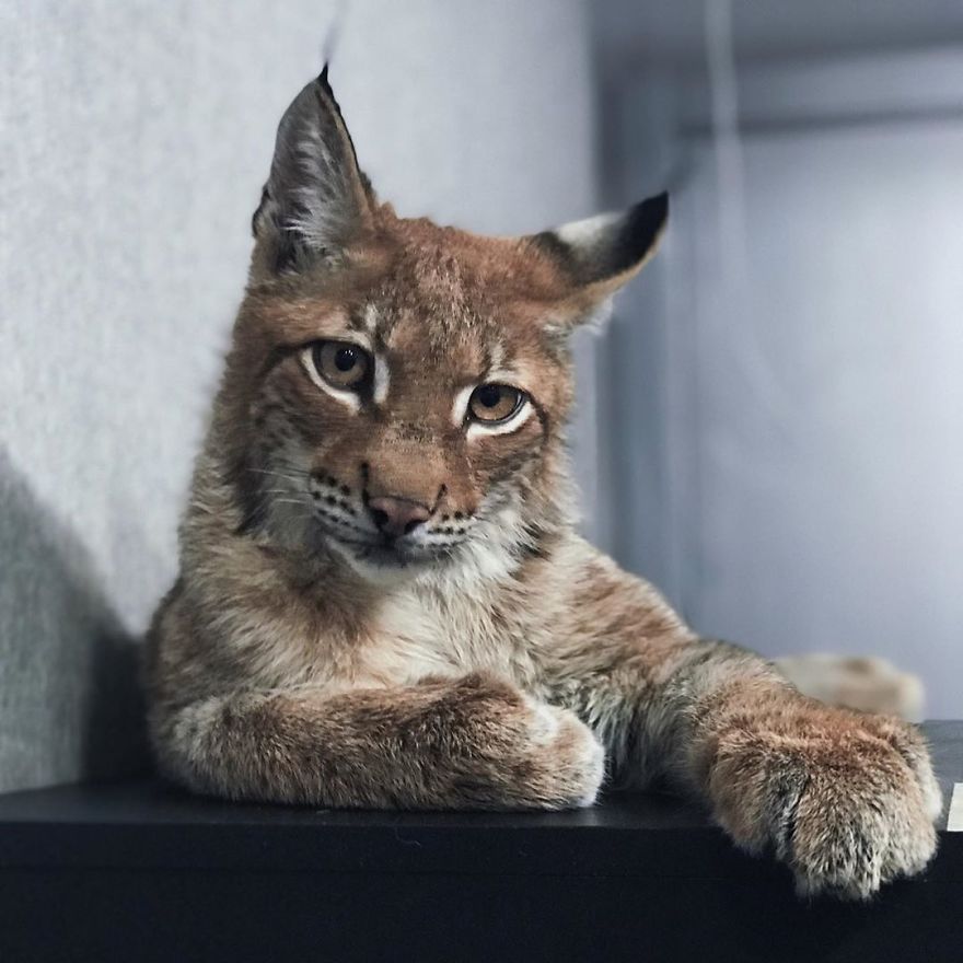 I Adopted Two Lynxes From A Fur Farm, Now I Live With 2 Big 'Cats,' 8 Dogs, And 3 Horses