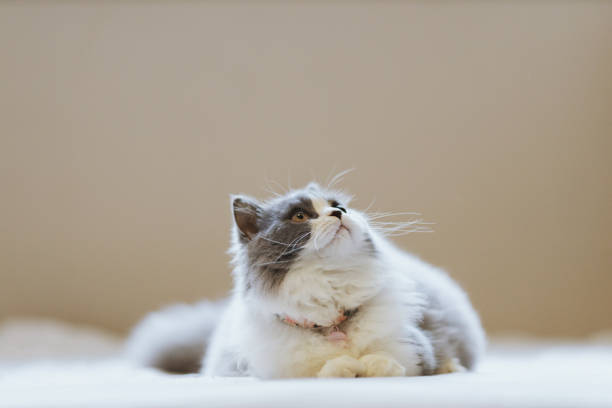 Kitten lying on the bed