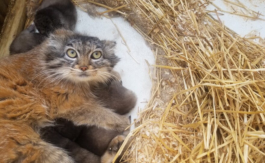 Pallas' cat kitten