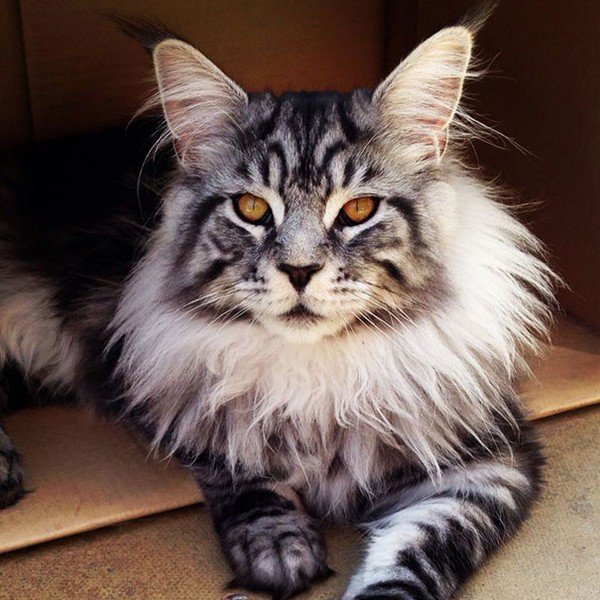 maine coon striped cat