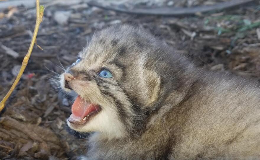 Pallas' cat kitten