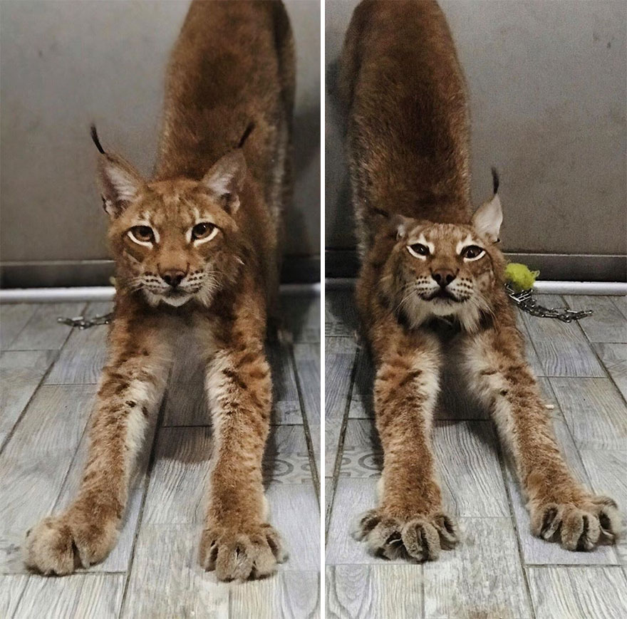 I Adopted Two Lynxes From A Fur Farm, Now I Live With 2 Big 'Cats,' 8 Dogs, And 3 Horses