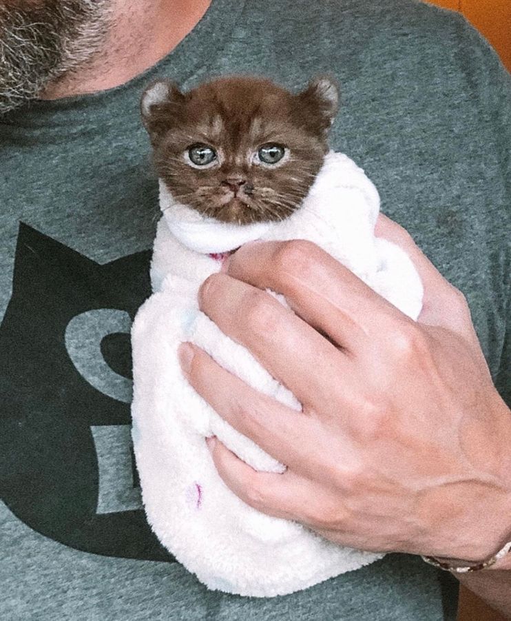 Kitten with Bear Ears and Twisted Legs Cuddles Family that is Kind to Her -  Love Meow