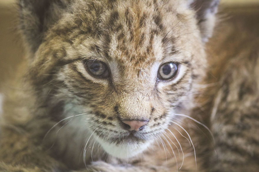 I Adopted Two Lynxes From A Fur Farm, Now I Live With 2 Big 'Cats,' 8 Dogs, And 3 Horses