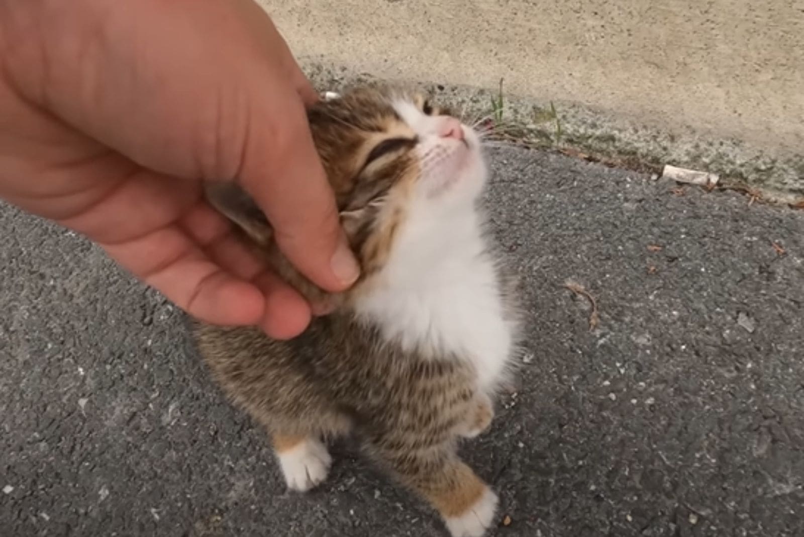 man dragging kitten