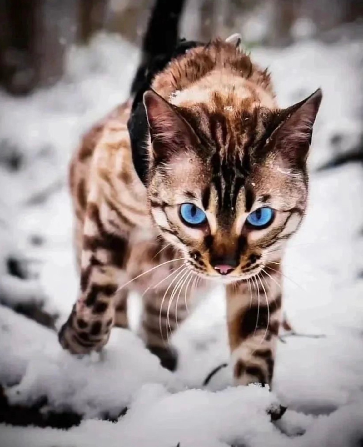 Melt your heart in front of the most beautiful Bengal cat with blue eyes walking in the snow.thi