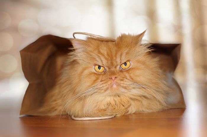 Meet Garfi, The World's Angriest Cat